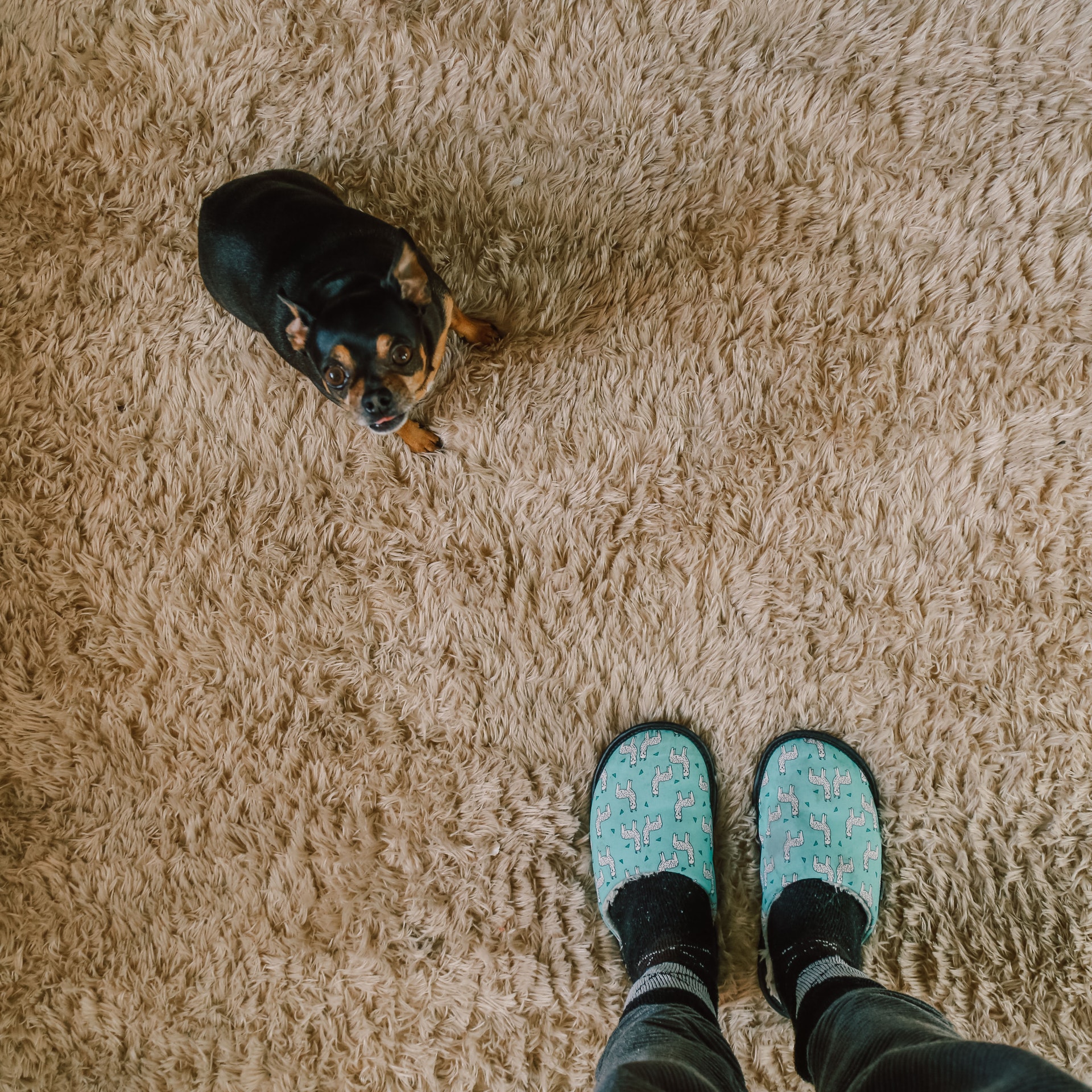 person-standing-near-black-dog-on-rug-2480395 0
